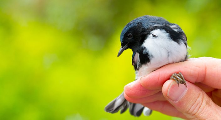 A ‘Buyer’ in Hand is Worth Two in the Bush | Keeping Current Matters A ‘Buyer’ in Hand is Worth Two in the Bush | Keeping Current Matters